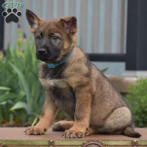 Kandy, German Shepherd Puppy